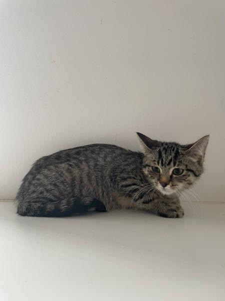 Europäische Hauskatze